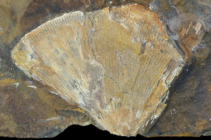 Fossil Ginkgo Leaf From North Dakota - Paleocene #103880